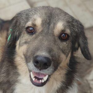 TWIXX (♂) - reserviert TST (SAS 04.11.)