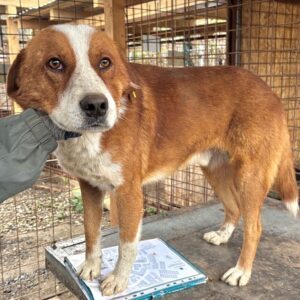 R1PLK494 (♂) - etwas dünn