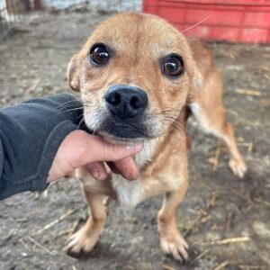 SCHATZI  (♂) - Notfall - viel zu dünn - sollte zeitnah reisen!