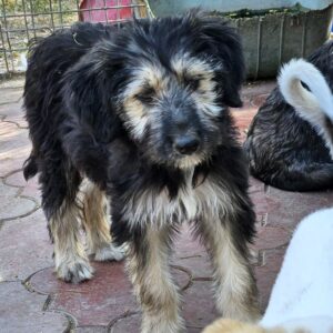 ERNA (♀) - wird unsicher, sollte zeitnah reisen (11/25) Interessenten (11/12 MH)