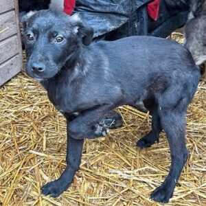 SOMBRA (♀) - zu dünn, durchtrittig - sollte dringend reisen