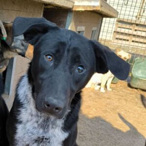 LUKA (♂)  - Notfall - krumme Beine, vergrößertes Auge