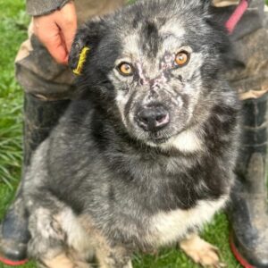 THOR (♂) - Notfall, hat Lupus! Dringend Platz gesucht