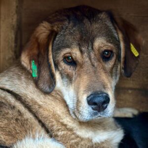 PRINCE (♂) - Notfall - bereits unsicher - sollte zeitnah reisen!