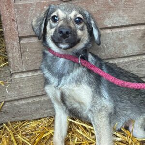 R5PLCCM2 (♂)  - bereits sehr unsicher, dringend erfahrener Platz gesucht