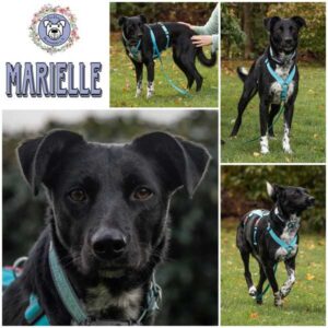 MARIELLE (♀) in 21493 Möhnsen