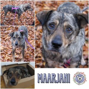 MAARJANI (♀) in 46539 Dinslaken