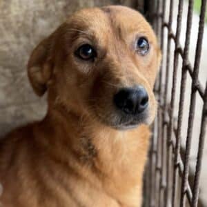 AMOS (♂) - viel zu dünn (11/25)