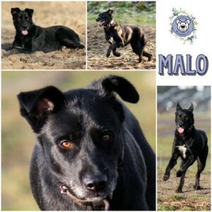 MALO (♂) in 46539 Dinslaken