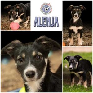 ALENJA (♀) in 52372 Kreuzau