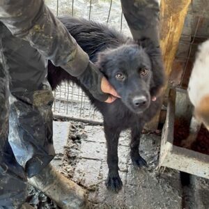 LESEDI (♀) – reserviert TST (SAS 10.11.)