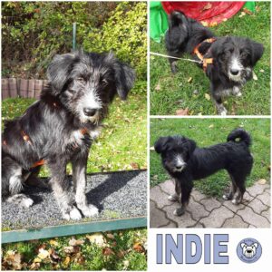 INDIE (♀) in 37539 Bad Grund im Harz