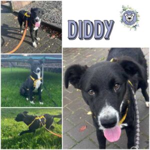 DIDDY (♂) in 66265 Heusweiler