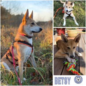 BETSY (♀) in 19258 Boizenburg