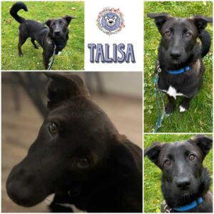 TALISA (♀) in 93102 Pfatter