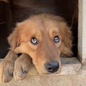 WILLIAM (♂) - wird gemobbbt (11/25) - reserviert Step by Paw (AL 05.11.)