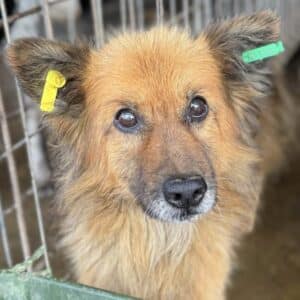 LEVIN (♂) - viel zu dünn (11/25)