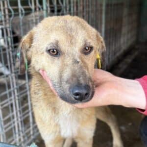 R1PLKVETM (♂) - Notfall - viel zu dünn, leichte Hautprobleme (11/25)