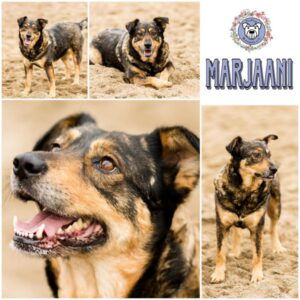 MARJAANI (♀) in 46539 Dinslaken