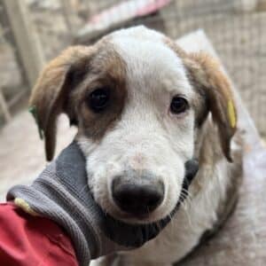 R1PLK85/2 (♂) - seelischer Notfall, völlig resigniert (11/25)