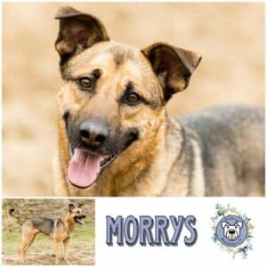 MORRYS (♂) in 32351 Stemwede