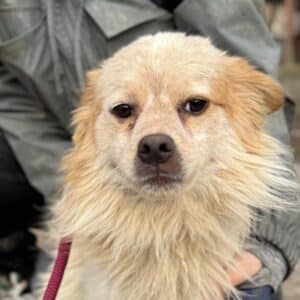 BUTTON (♂) - zu dünn (11/25)- reserviert- reist auf PDR PS im Bereich 29 (12/11/NU)