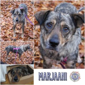 MARJAANI (♀) in 46539 Dinslaken