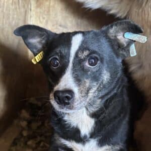 CHEPY (♀) - reserviert Tierhilfe Lebenswert DR 08.11.25