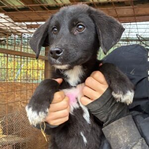 H5PLCCM2 (♀) - wird unsicher, sollte zeitnah reisen  (♀)