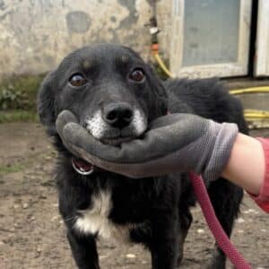 H1PLKVETM (♀) - NOTFALL - viel zu dünn (11/25)