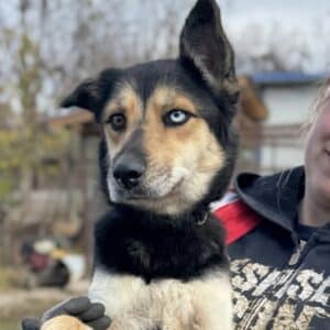 DASCHA (♀) - zu dünn, hat Husten (11/25)