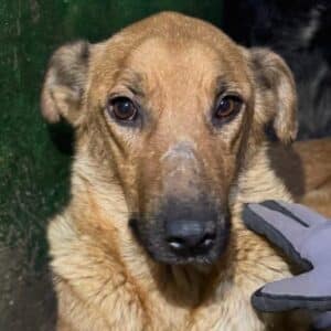 H4PLKVETM (♀) - viel zu dünn (11/25)