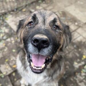 R1PLK65 (♂) - zu dünn, Augenentzündung, Hautprobleme (11/25)