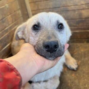 R1PLK88 (♂) - Notfall - schlimme Hautprobleme, kommt nicht gut zurecht (11/2025)