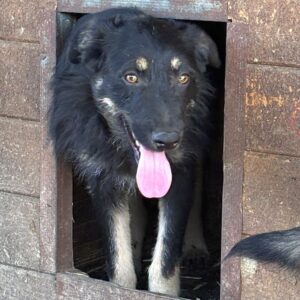 PUMA (♂) - wird unsicher, sollte dringend reisen