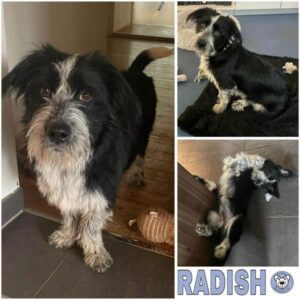 RADISH (♂) in 54518 Rivenich