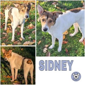 SIDNEY (♂) in 55595 Gebroth