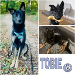 TOBIE (♂) in Raum Basel (Schweiz)