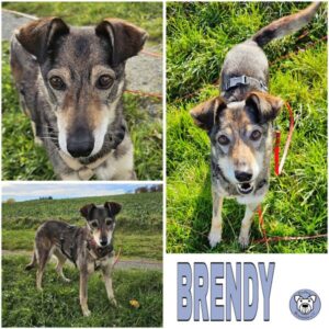 BRENDY (♀) in 61276 Weilrod