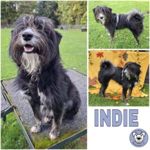 INDIE (♀) in 37539 Bad Grund im Harz