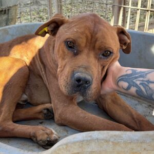 BODHI (♂) - Notfall - entkräftet und viel zu dünn - dringend Einzelplatz gesucht (Vermittlung nur nach AT möglich)