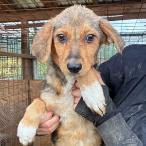 H6PLCCM2 (♀)- zu dünn, durchtrittig - sollte zeitnah reisen