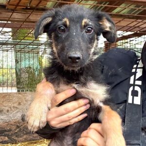 R3PLCCM2 (♂) - Hautprobleme - sollte zeitnah reisen