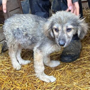 R4PLCCM2 (♂)  - Notfall - deformierung aller 4 Beinchen, viel zu dünn, beginnende Hautprobleme - sollte zeitnah reisen