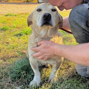 LITTLE HUNTER (♂) - Notfall - kleiner Senior mit Hinterhandproblemen