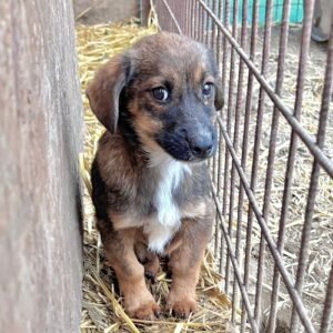 R6PLCCM2 - bereits sehr unsicher, dringend erfahrener Platz gesucht (♂)