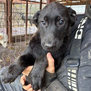 YOSCHEL - wird unsicher, sollte zeitnah reisen