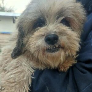 SMARTY (♂) - reist auf PDR PS im PLZ Bezirk 18 (NE 04.12.)