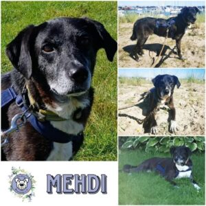 MEHDI (♂) in 12101 Berlin