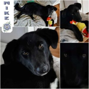 MIKE (♂) in 35619 Braunfels